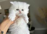 Lily - Persian Kitten For Sale - 