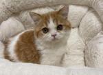 Pumpkin - British Shorthair Kitten For Sale - Chicago, IL, US