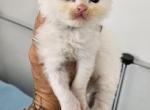 Afroditedolls Valerie - Ragdoll Kitten For Sale - 