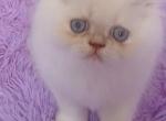 Friendly and playful Himalayan kitten DUDLEY - Himalayan Kitten For Sale - Pittsburgh, PA, US