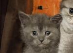 Tommy boy - Scottish Straight Kitten For Sale - Boca Raton, FL, US