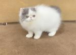 Nimbus - Persian Kitten For Sale - 