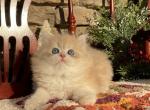 Tobi - British Shorthair Kitten For Sale - Greenville, SC, US