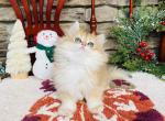 Maffin - British Shorthair Kitten For Sale - Greenville, SC, US