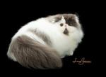 Babaloo so Cute - Persian Cat For Sale/Retired Breeding - Rocklin, CA, US