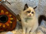 Voloshkas litter - Ragdoll Kitten For Sale - Kearneysville, WV, US