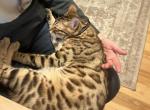 Leo - Bengal Cat For Adoption - Springfield, VT, US