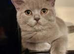 British Shorthair litter - British Shorthair Kitten For Sale - TX, US