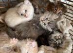 Highlander Kittens for Sale Expecting litter - Highlander Kitten For Sale - 