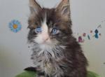 Blue - Maine Coon Kitten For Sale - New York, NY, US