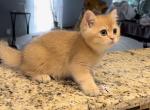 Orange kittens - British Shorthair Kitten For Sale - 