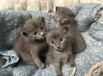 Russian Blue - Russian Blue Kitten For Sale - Staten Island, NY, US