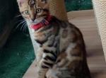 Barrettsbengals Ziggy Stardust - Bengal Kitten For Sale - 