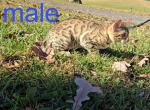 Jasper - Bengal Kitten For Sale - 