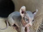 Sphynx - Sphynx Kitten For Sale - 