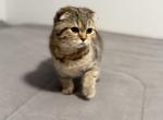 Mila - Scottish Fold Kitten For Sale - 