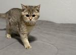 chloe - Scottish Straight Kitten For Sale - 