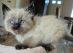 Pumpkin - Balinese Kitten For Sale - Phoenix, AZ, US