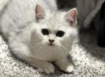 Missy - Scottish Straight Kitten For Sale - CO, US