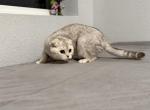 Romeo - Scottish Fold Kitten For Sale - CO, US