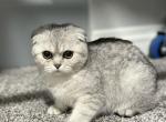 Kyle - Scottish Fold Kitten For Sale - CO, US