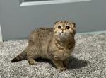 Kitten - Scottish Fold Kitten For Sale - CO, US