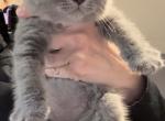 Blue Boy 1 - British Shorthair Kitten For Sale - Lindenhurst, NY, US