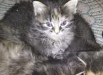 Cc and Cleo - Domestic Kitten For Sale - 