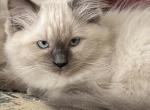 Sage - Ragdoll Kitten For Sale - Denver, PA, US