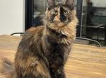 Paprika - Maine Coon Kitten For Sale - 