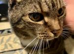 Harry aka Hera - Domestic Cat For Adoption - Ellicott City, MD, US