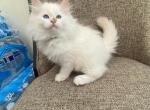 Siberian Boy Purebred Cream Point - Siberian Kitten For Sale - Old Bridge, NJ, US