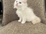 Boy Siberian Red Point Purebred - Siberian Kitten For Sale - Old Bridge, NJ, US