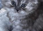 CLAIR smokey - Scottish Straight Kitten For Sale - Hollywood, FL, US