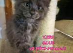 Ciri The Witcher Litter - Maine Coon Kitten For Sale - Kingman, AZ, US