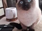 Ragamese Kitten Seal Point SH - Ragdoll Kitten For Sale - Velpen, IN, US