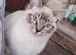 Ragamese Kitten Lynx Point SH - Ragdoll Kitten For Sale - Velpen, IN, US