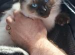 Ragamese Kitten Seal Point LH - Ragdoll Kitten For Sale - Velpen, IN, US