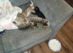 Averys boys - Bengal Kitten For Sale - Helmar, IL, US