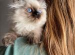 August kitties - Himalayan Kitten For Sale - Vestal, NY, US