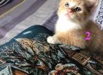 Simba - Domestic Kitten For Sale - Brooklyn, NY, US