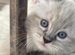 Biscuit - Ragdoll Kitten For Sale - 