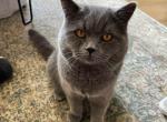 Lucky - Scottish Straight Cat For Adoption - Denver, CO, US