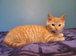 Female orange kitten - Domestic Kitten For Sale - Becket, MA, US