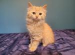 Fluffy orange female kitten - Domestic Kitten For Sale - Becket, MA, US