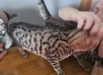 Last Male Bengal - Bengal Kitten For Sale - Ada, OH, US