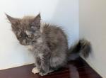 Blue Cream Torti Maine Coon - Maine Coon Kitten For Sale - Coshocton, OH, US