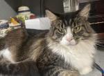 Female Maine Coon - Maine Coon Cat For Sale - Cedar Park, TX, US