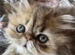 Magnolia - Persian Kitten For Sale - Fort Worth, TX, US