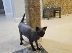 Panter - Sphynx Cat For Sale/Service - 